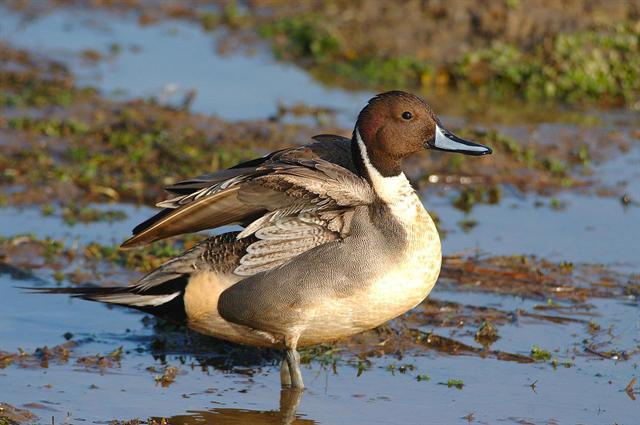 male pilet