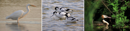 montage_oiseaux.gif